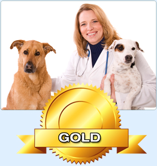 Search Engine Optimization for Veterinary Hospital Websites - Top Dog Rankings